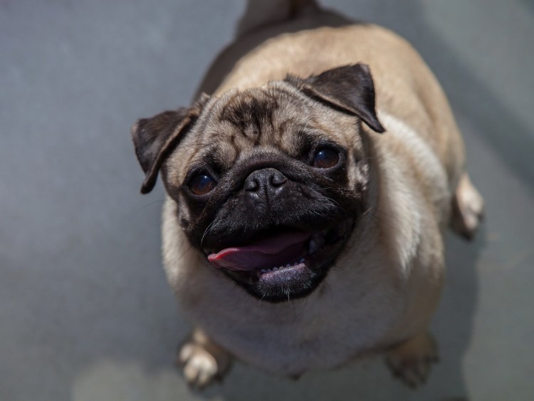 Самый толстый Мопс в мире