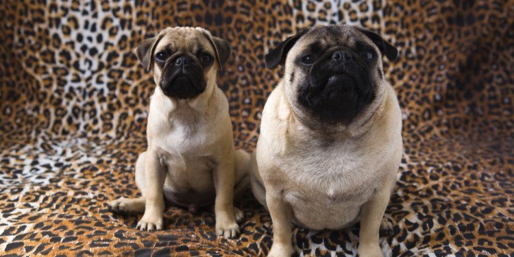 Спортивный Мопс