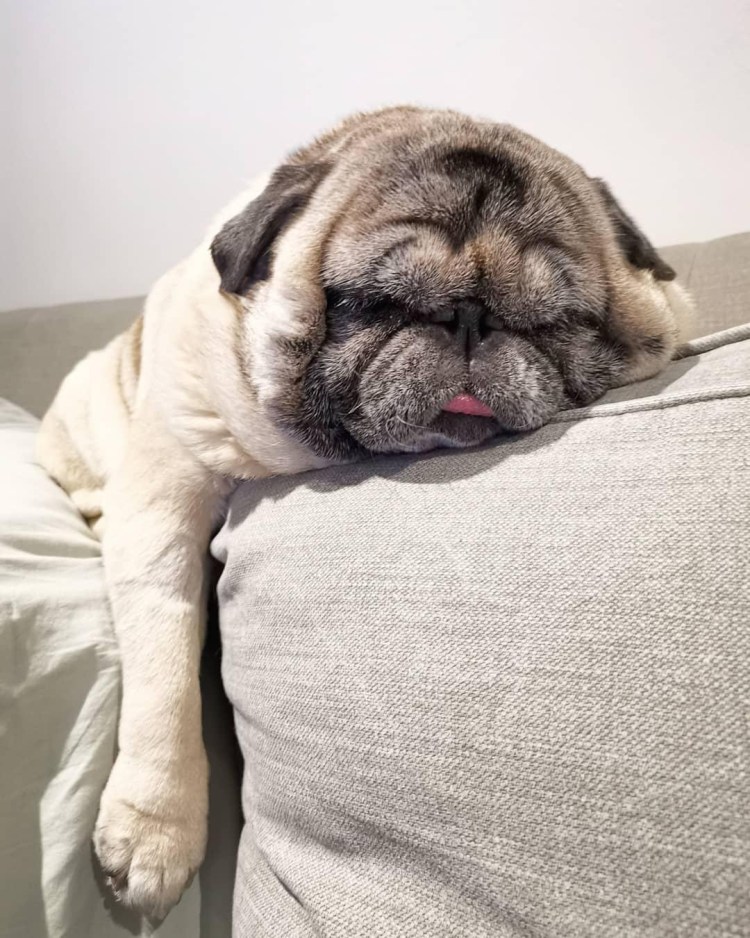 Мопс реклама