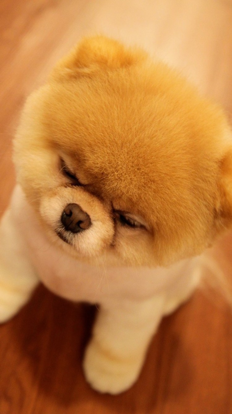 Чау-чау собака