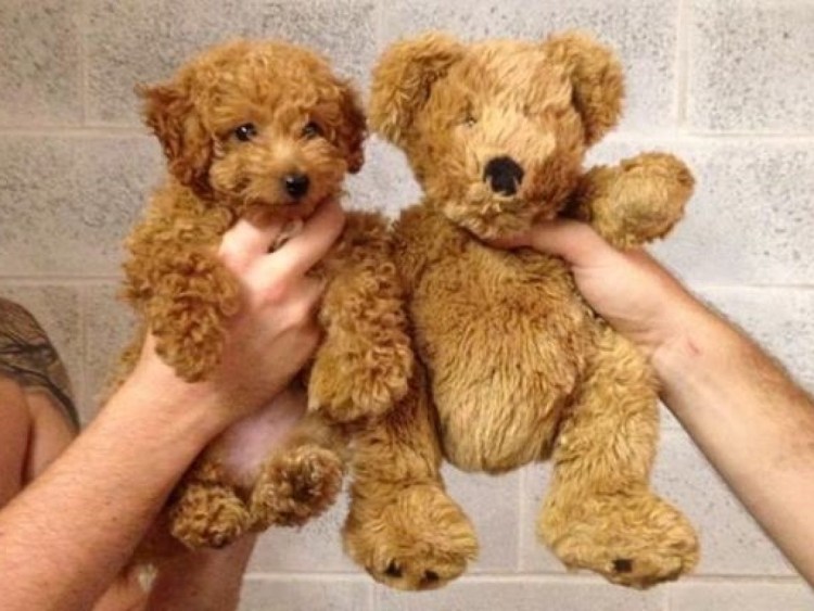 Померанский шпиц Boo