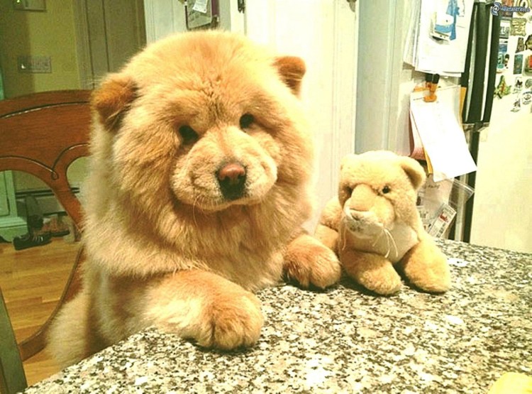 Японский шпиц Медвежонок