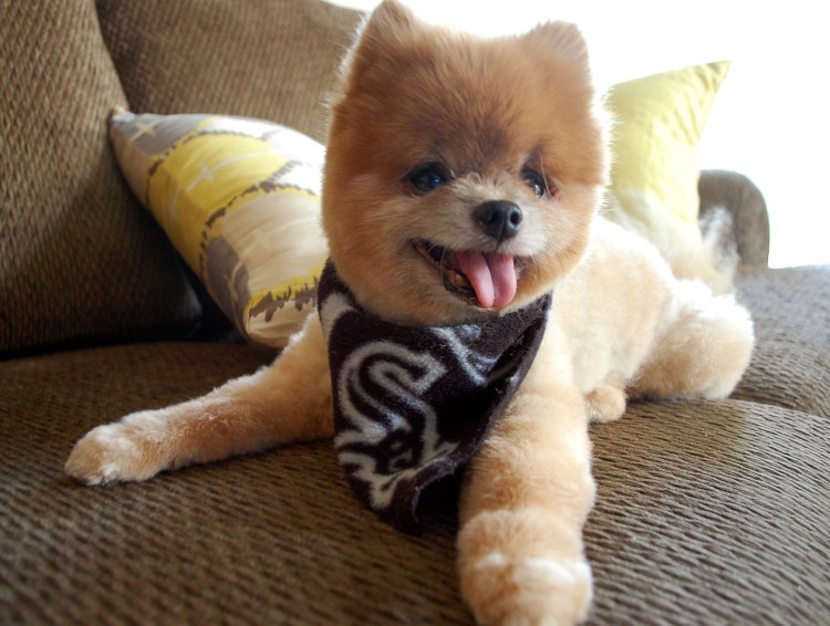 Медвежонок чау чау