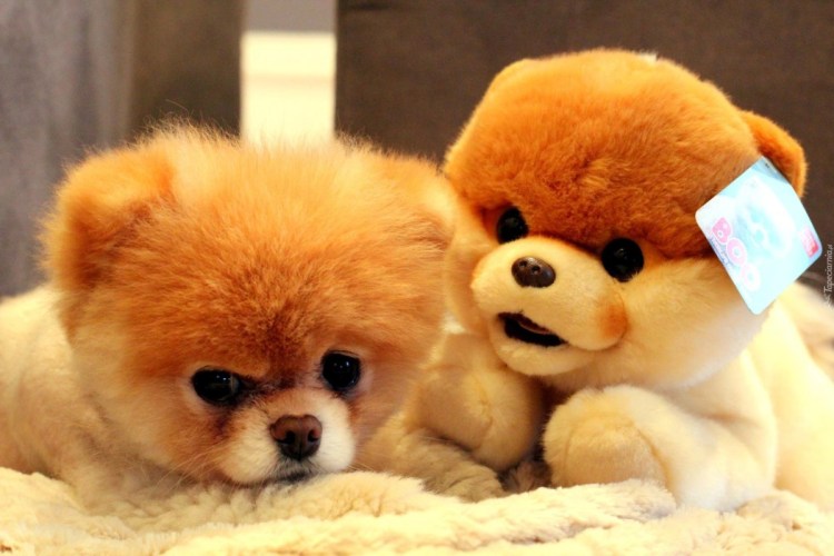 Собака Тедди Беар