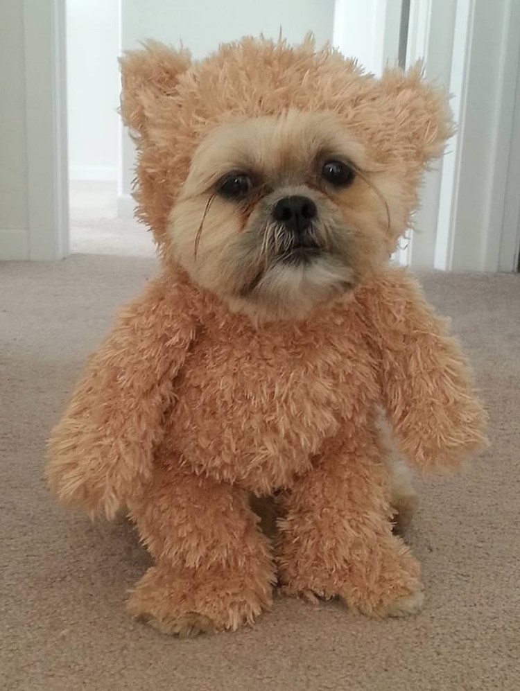 Тотошка порода