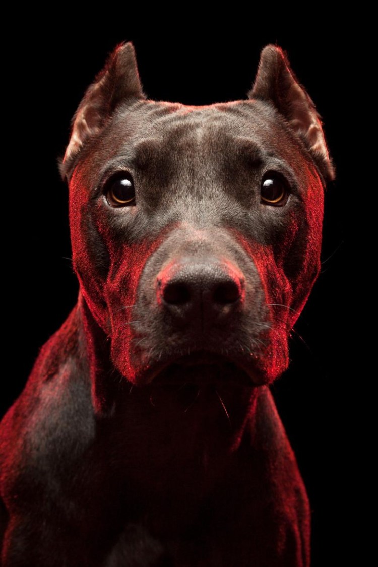 Бультерьер злой Бойцовский