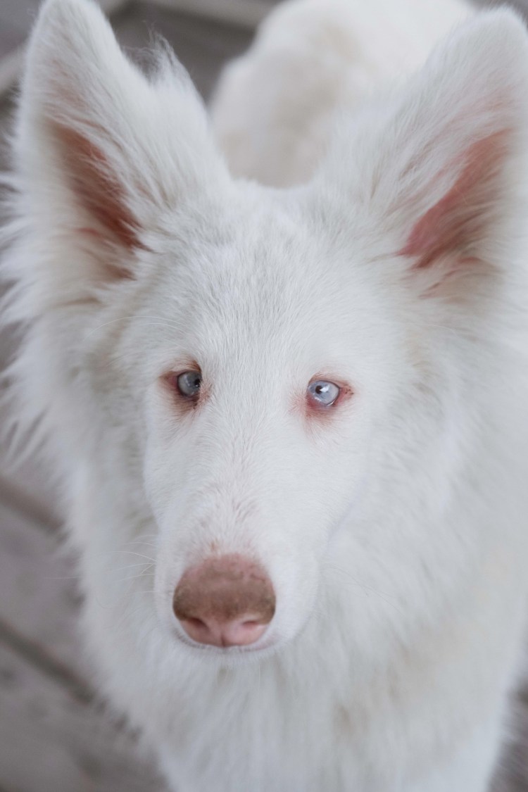 Порода бультерьер