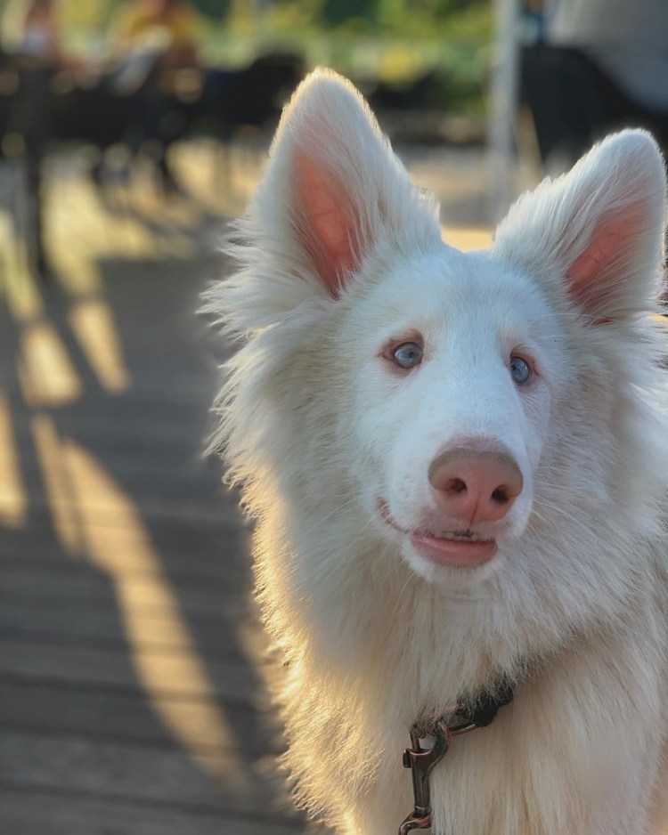 Американский стаффордширский терьер белый