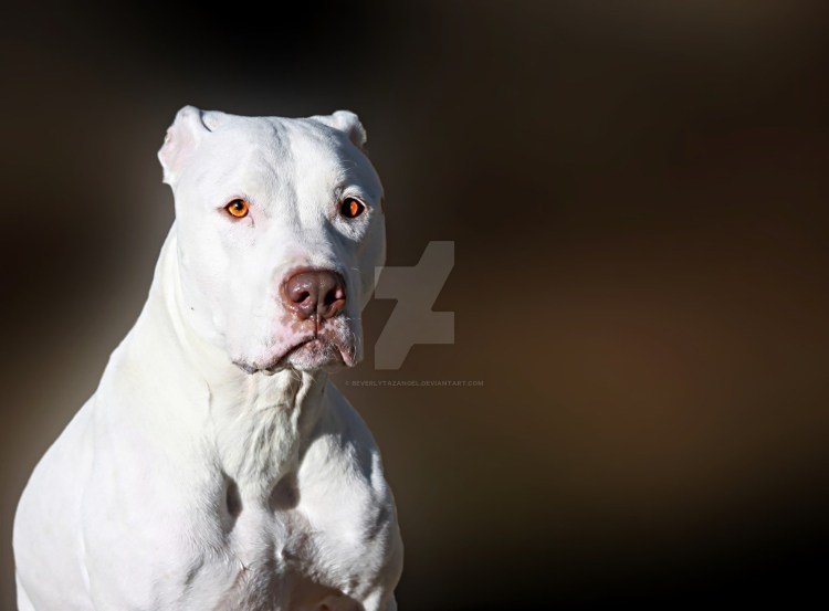 Американский питбуль белый