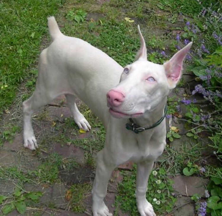 Бультерьер альбинос