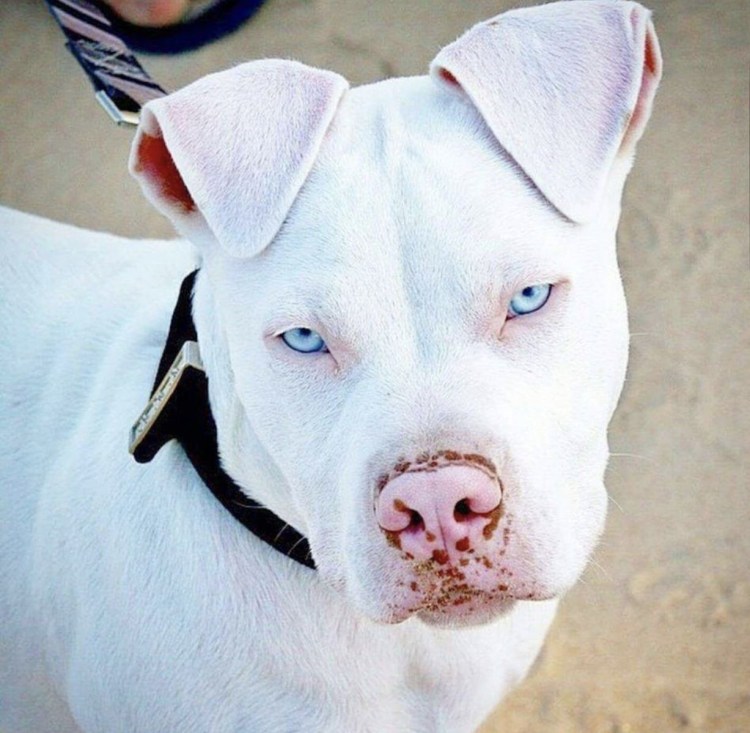 Американский бандог терьер