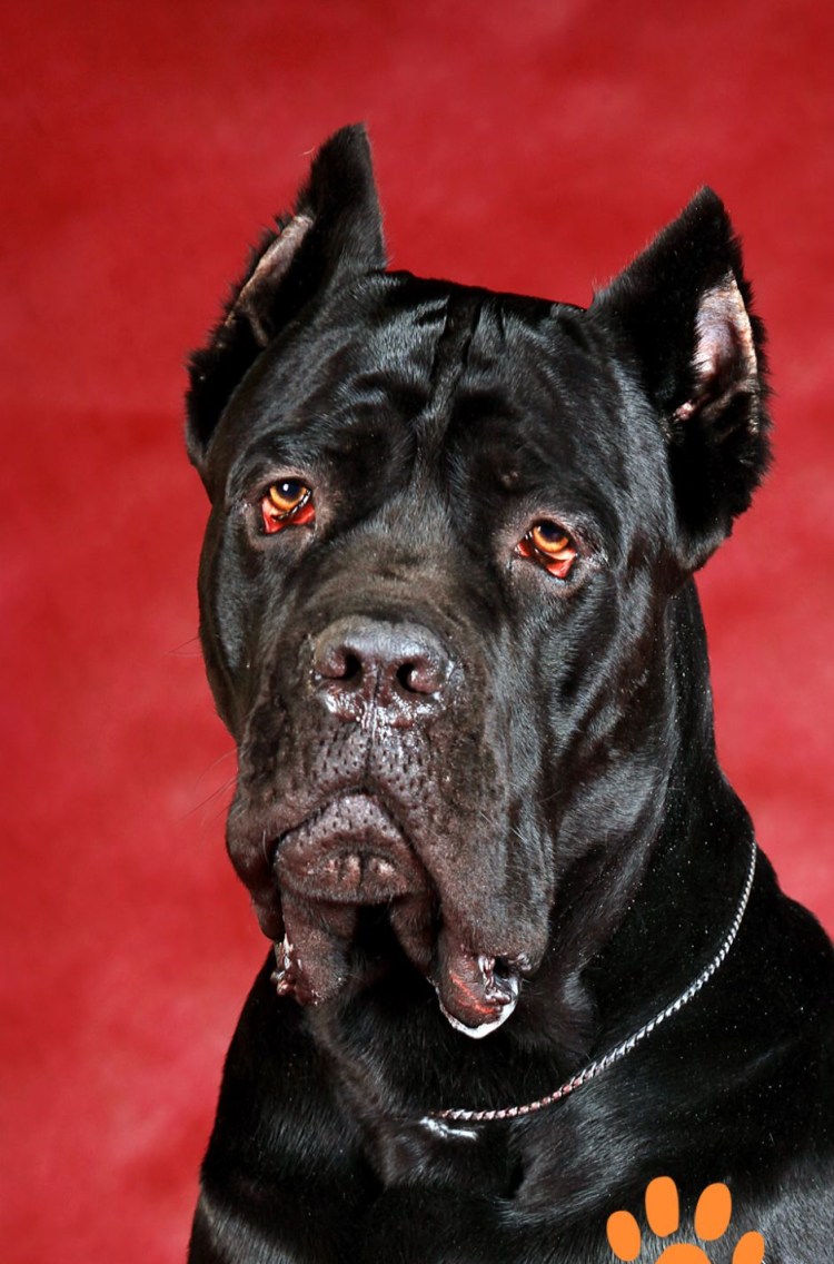 Бойцовская порода бультерьер