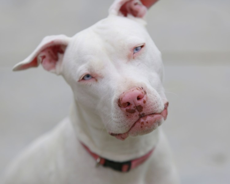 Собака с красными глазами фото