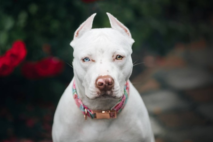 Немецкая овчарка альбинос