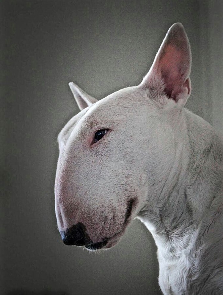 Бойцовский бультерьер