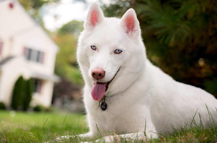 Собака бультерьер