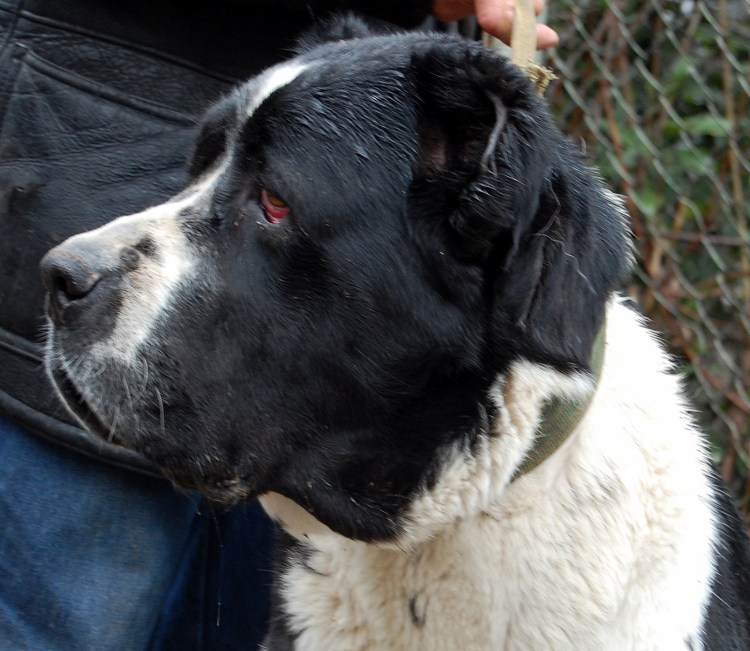 У собаки красные белки глаз