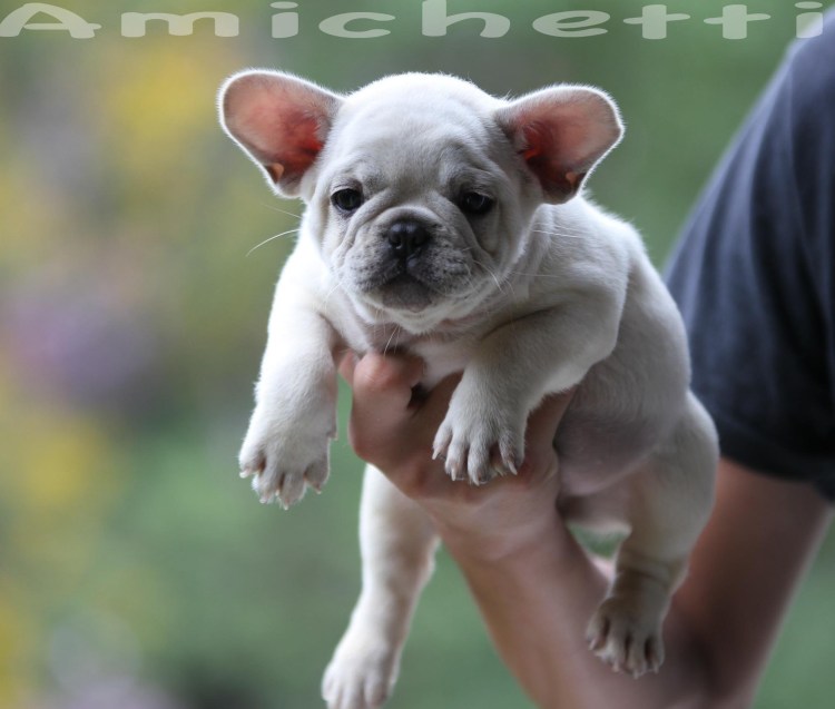 Французский бульдог Пинтерест