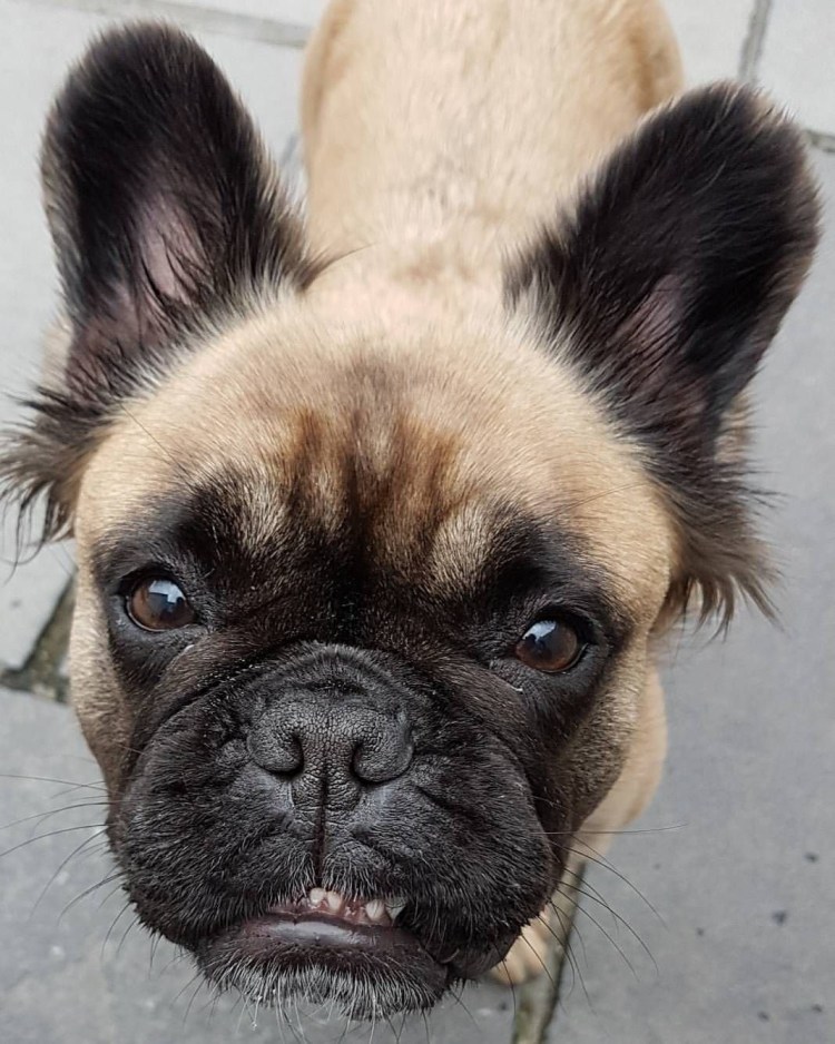 Длинношерстный бульдог флаффи