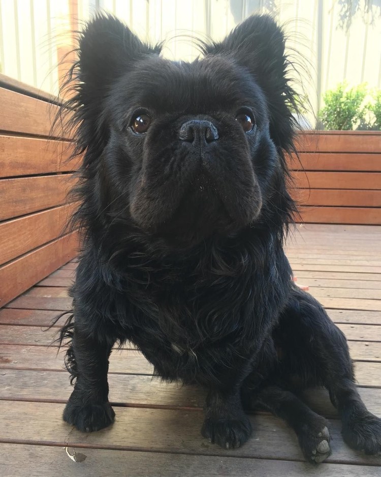 Бургосский бульдог испанский