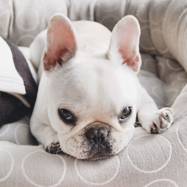 Длинношерстный бульдог