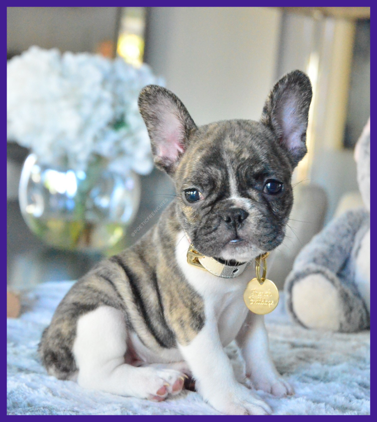 Длинно шорстыйфранцузский бульдог