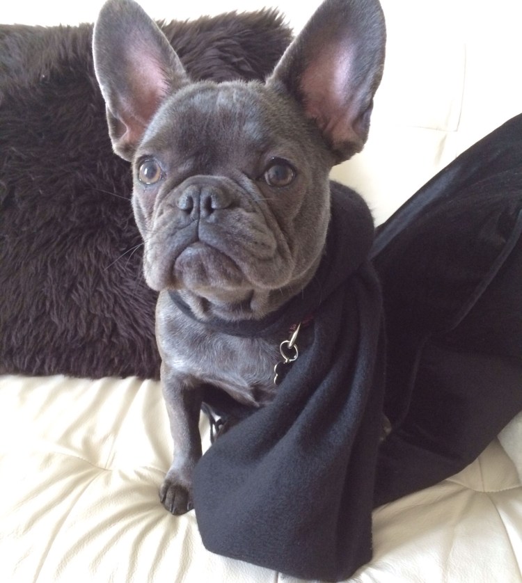 Длинношерстный французский бульдог белый