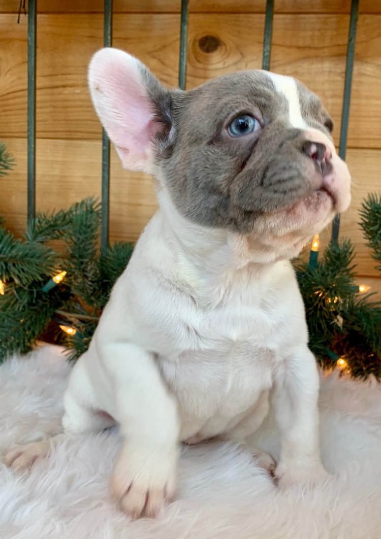 Педигри для французского бульдога