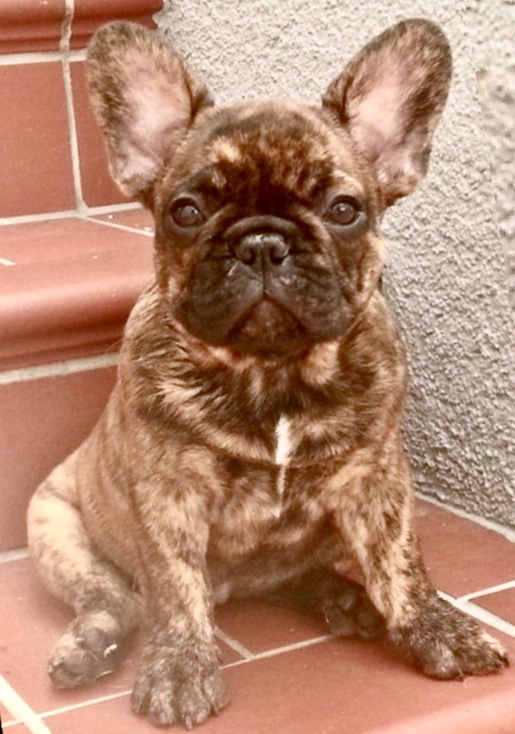 Лилак Тан французский бульдог