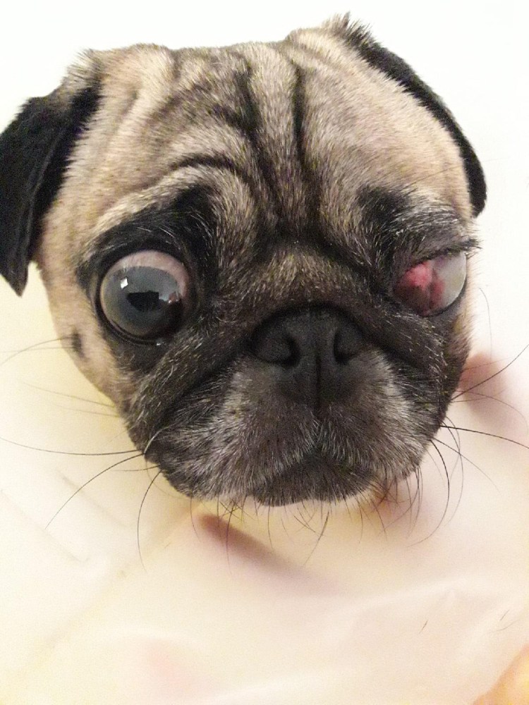 Проптоз глаз у животных