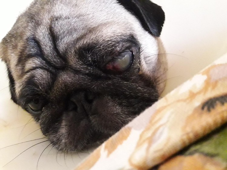 Взгляд МОПСА