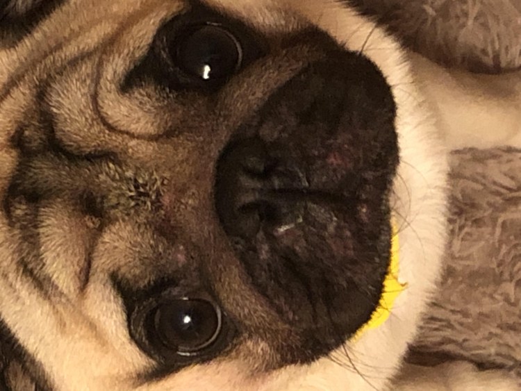 Порода собак у которых глаза на выкате