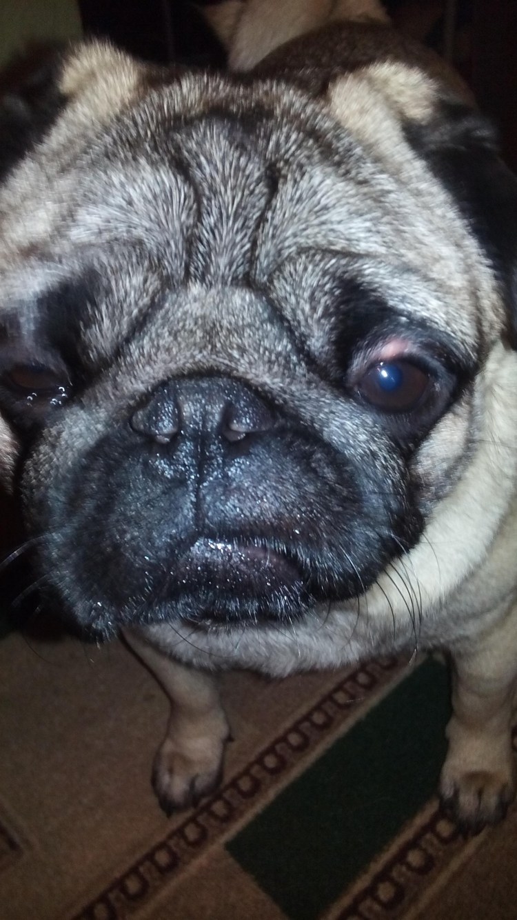 Мопс большие глаза