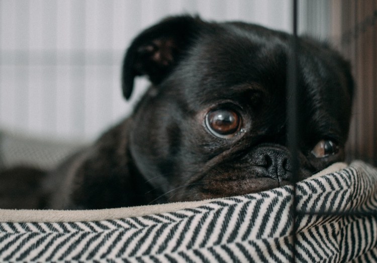 Пигментозный кератит у МОПСА