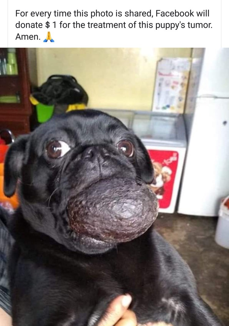 У МОПСА глаза выпадают если ударить по затылку