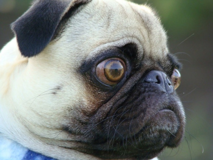 Как называются собаки у которых выпадывают глаза