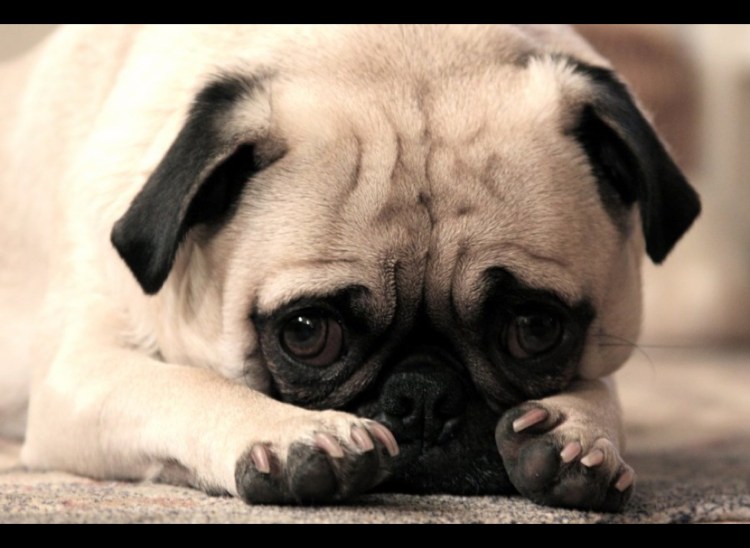 Мопс приколист