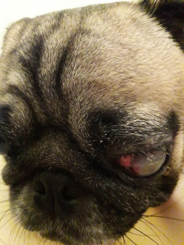 Кератоконъюнктивит Пекинес