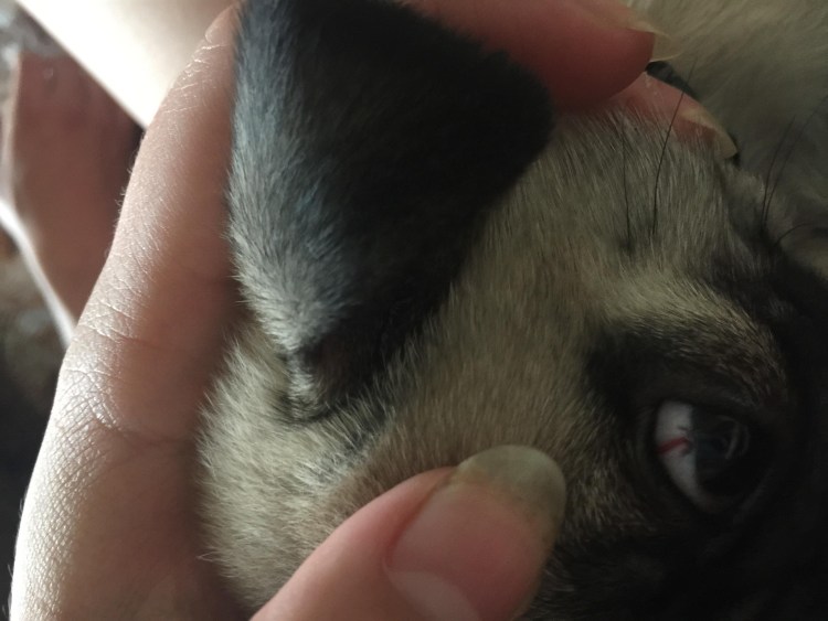 Шишки на глазах у мопсов