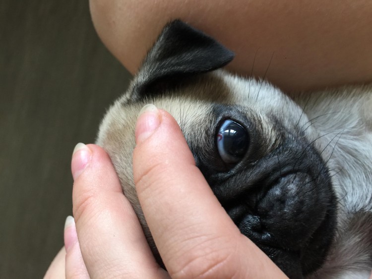 Мопс портрет фото