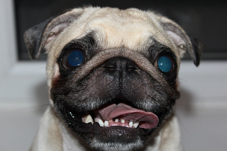 Бородавки у МОПСА на мордочке