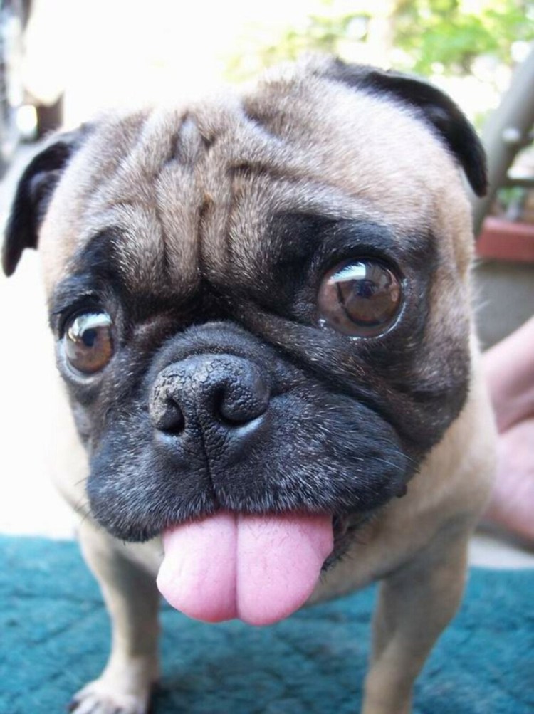 Собака с вытянутым языком