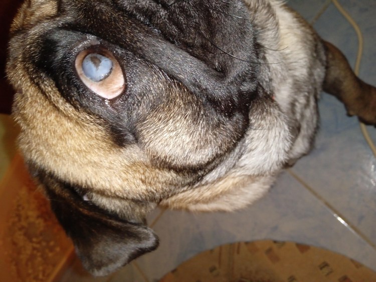 Собаки породы ши-тцу выпадают глаза фото