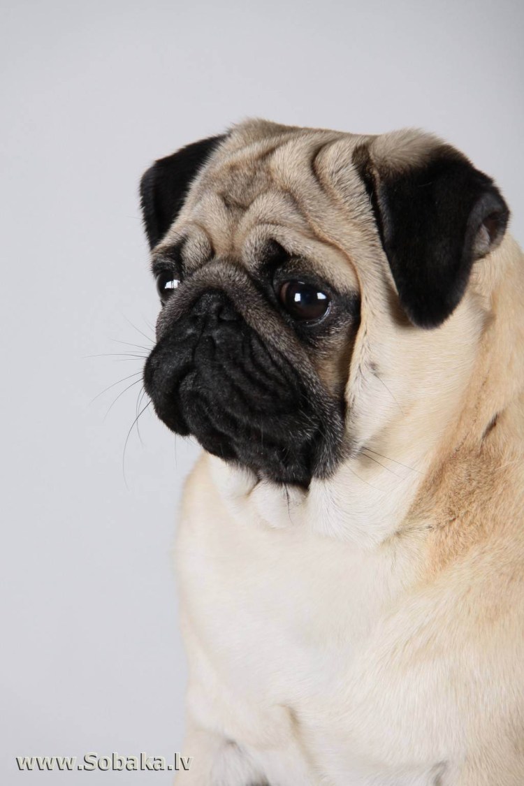 Мопс портит мебель