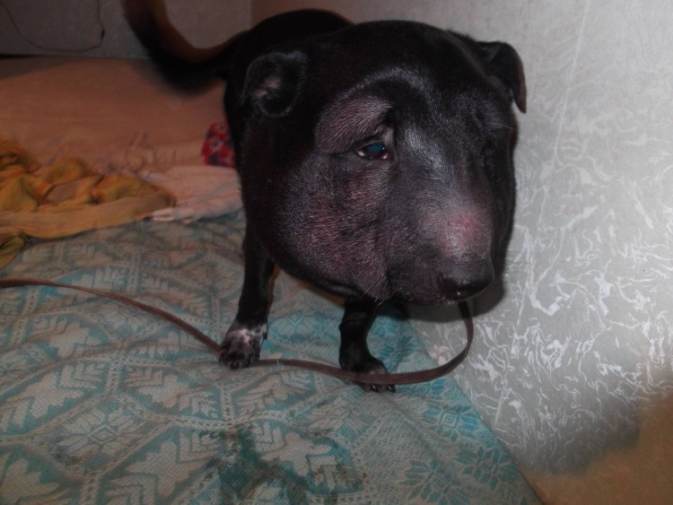 Упоротая такса