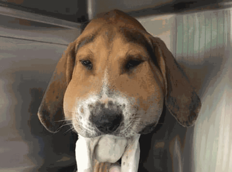 Таксу ужалила пчела