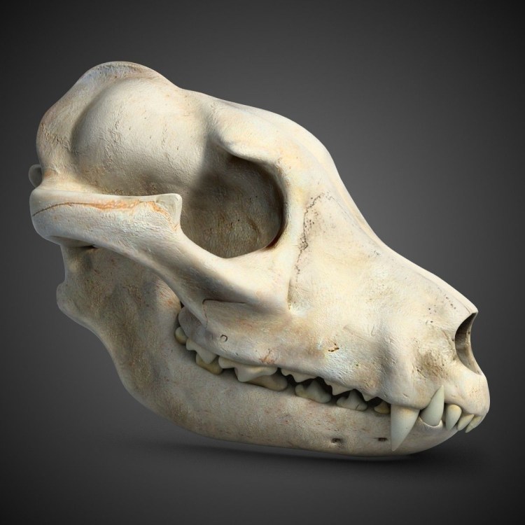 Черные собаки