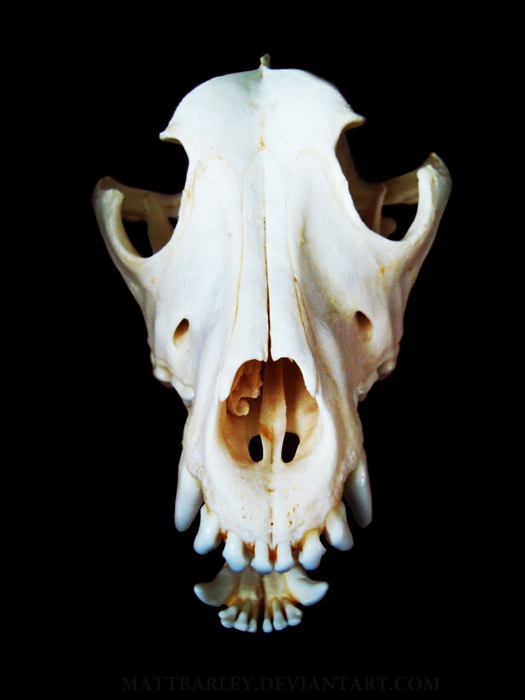 Череп собак брахицевалы