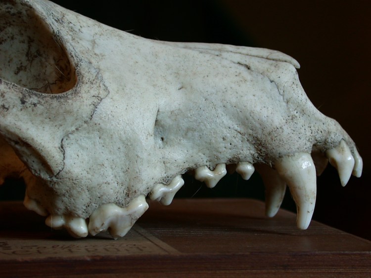 Брахицефальный череп собаки