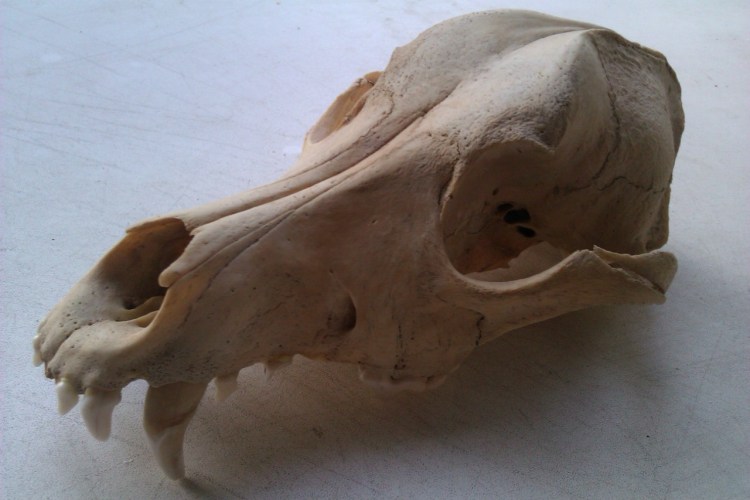 Строение черепа волка